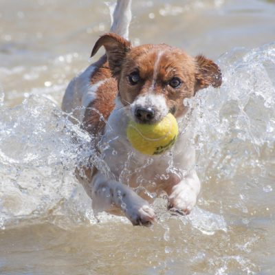 Playing fetch keeps your dog active - in mind and body