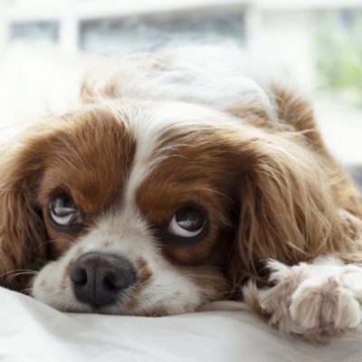 Anxious dogs benefit from special designs in their beds