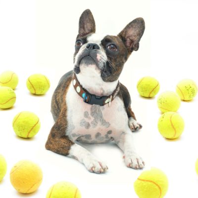 Tennis balls are a favorite toy with many dogs