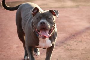 Pit Bulls have a reputation as one of the most aggressive dog breeds