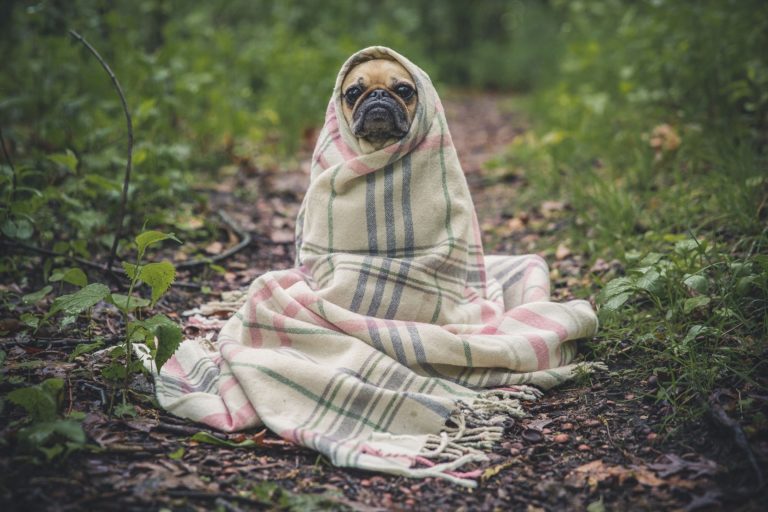 Dog blankets work for plenty of different situations