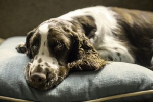 Calming dog beds work to soothe anxiety