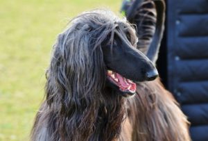 Afghan Hounds are one of the best dog breeds for people with allergies despite what you might think