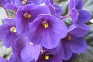 African violets are tiny cat-friendly plants