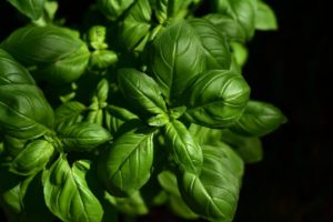 Basil is a cat-friendly herb