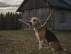 Beagles can do well with cats, though they do howl