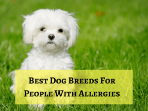 Dog breeds for people with allergies aren't always hypoallergenic, but they're close