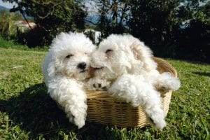 Bichons are sweet yet sturdy little dogs