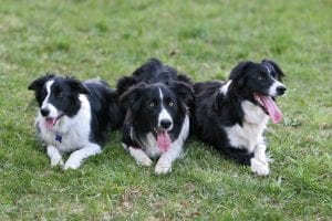 Collies have energy and devotion, making them great dog breeds for kids