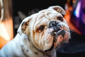 Bulldogs are great dog breeds for cats