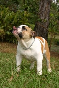 Bulldogs have the perfect personalities for families