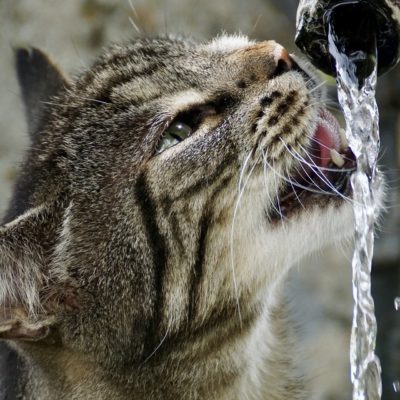 Cats drink from faucets because it's fresh, running water