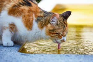 Automatic water bowls for cats encourage felines to drink