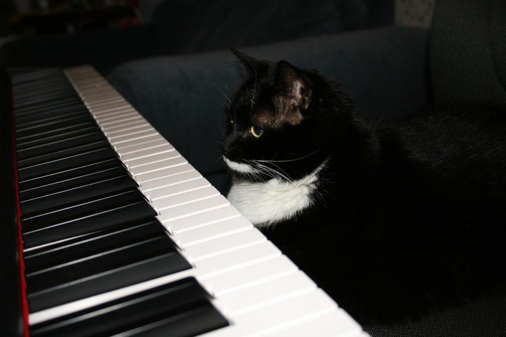 A feline playing the piano? It's not impossible!