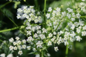 Chervil's a cat-friendly flower and erb