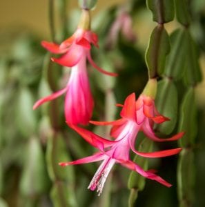 Christmas Cacti are cat-friendly flowers that bloom over the holidays