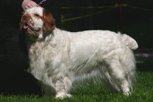 Clumber Spaniels are one the calmest dog breeds, with a clever mind, to boot