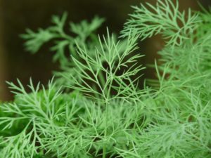Dill gets tricky to manage indoors