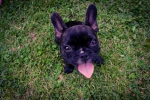 French Bulldogs are tough, the perfect small dog breed for kids