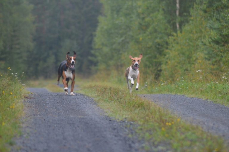 Dog GPS Trackers help you keep an eye on your wayward hound