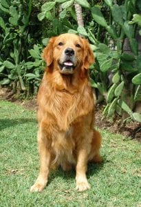 Golden Retrievers do well with kids and cats