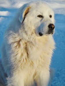 Make sure you have a brush on hand if you get a Great Pyrenees