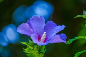 Hibiscus are vibrant cat-friendly flowers