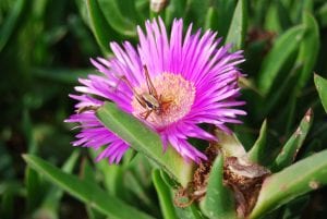 Ice plants have a similar appearance to daisies