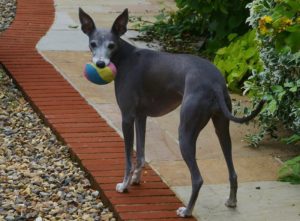 Italian greyhounds are active tiny dog breeds