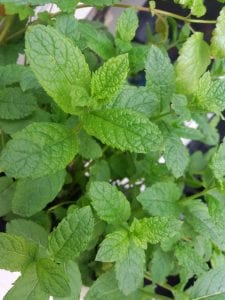 Lemon Balm adds a citrus flavor without harming your cat