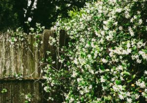 Madagascar Jasmine often comes as part of a bouquet