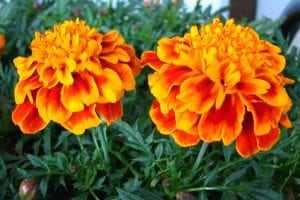 Marigolds are edible and cat-friendly flowers