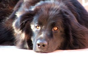 Even with their size, Newfoundlands get along with everyone