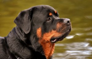 Rottweilers have a natural reputation as guard dogs