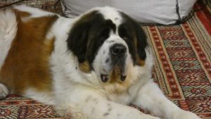 Saint Bernards continue to work as rescuers thanks to their temperament