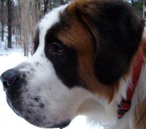 Saint Bernards have droopy faces that come with a lot of drool