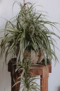 Spider plants are cat-friendly and simple to care for