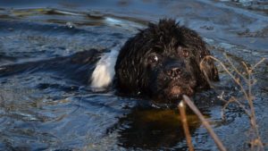 Newfoundlands love swimming and make natural nannies for kids