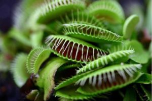 Venus Flytraps are lethal to insects but not cats