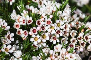 Waxflowers are cat-friendly flowers that often fill bouquets