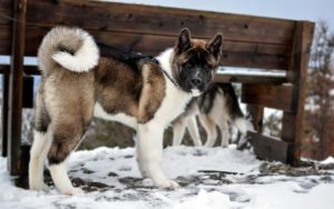 Akitas are one of the most expensive dog breeds, but aren't for first-time owners