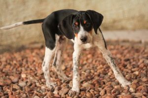 American Foxhounds were bred specifically for hunting fox and other game