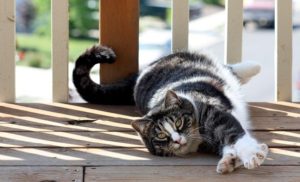 American Shorthairs cost an estimated $600-$1,200