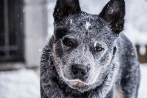Australian Cattle Dogs are some of the smartest dog breeds and some of the most active dogs