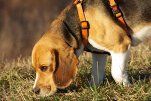 Beagles have their famous baying hound to keep hunters on the trail