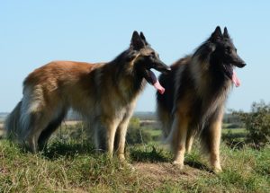 Belgian Tervurens are one of the smartest dog breeds, working as herders and guards