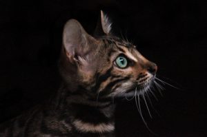 Bengals top the list as the most expensive cat breed