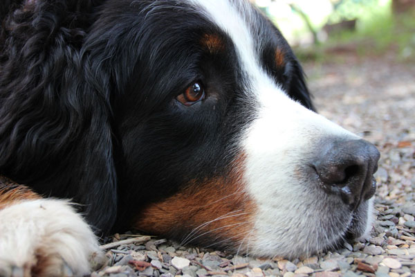 Cancer is the biggest influence on Bernese Mountain Dog lifespan