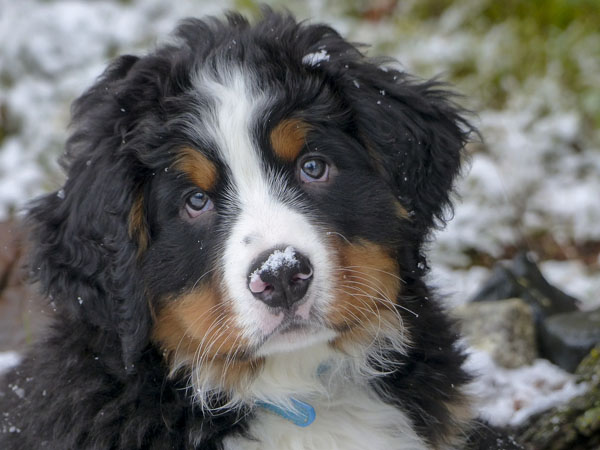 Knowing the genetic history can help  you choose the best Berner puppy