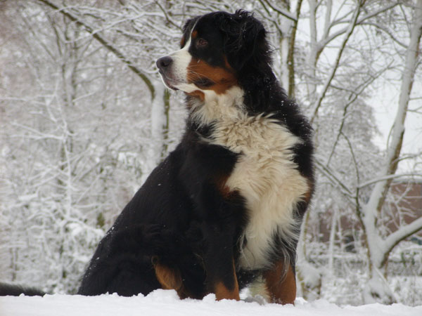 A reputable breeder will care about advancing the Berner line